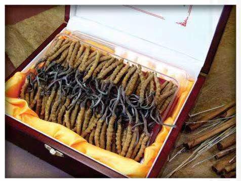 惠城冬虫夏草回收